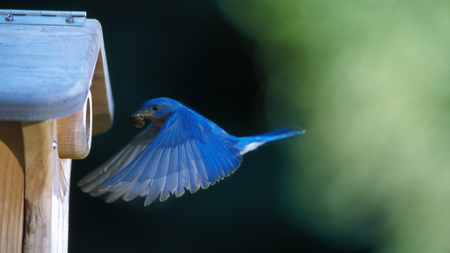 dinner time - beauty, nature, pretty, blue, photography, animal, bird