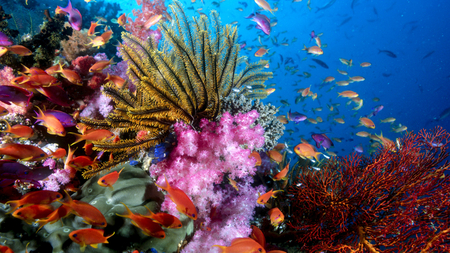 bright marine lfe - colorful, sealife, photography, colors, ocean, fish