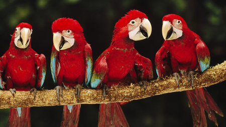 bright red parrots - animals, red, parrots, photography, parrot, animal, tropical, birds