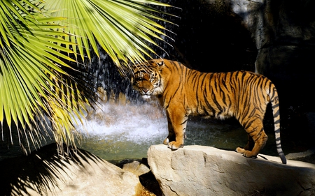 ULTIMATE PREDATOR - waterfalls, standing, rock, siberian, tiger, palm leaf