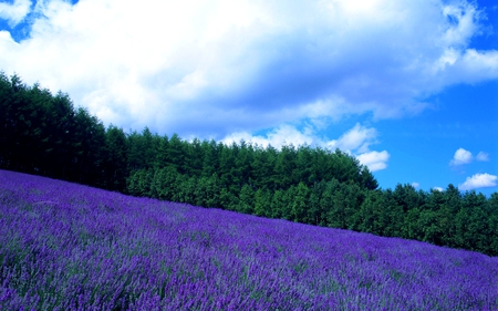 NATURE  IN LAYERS - blossoms, sky, purple, forest, field, slope