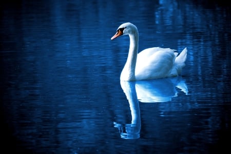 SWIM ALONE - lonely, swan, lake, reflection, swim