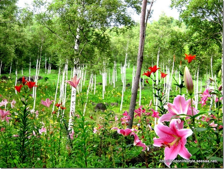 lily garden - nature, lily, birch, flowers, garden