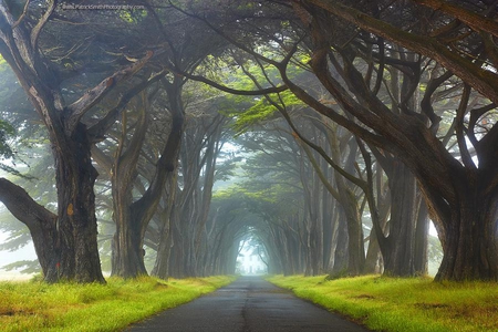 nature tunnel - nature, california, trees, tunnel