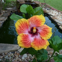 GOLD HIBISCUS