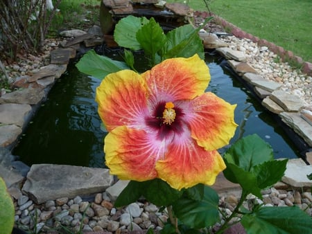 GOLD HIBISCUS - gold, hibiscus, flower, nature