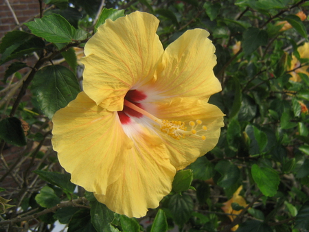 YELOW HIBISCUS - nature, hibiscus, yelow, flower