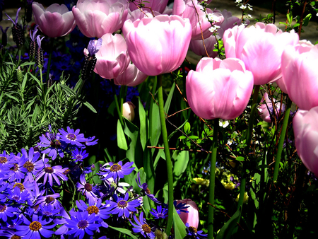 colorful garden - beauty, photography, tulips, nature, purple, pretty, pink, blue, green, flowers, garden