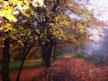 Early Autumn morning - path, trees, park, autumn