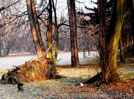 Waiting for Spring - dog, early spring, trees, park