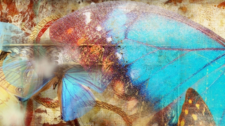 Abstract Butterfly Art - butterfly, abstract, color, firefox persona, artistic