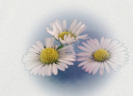 White effect - beauty, background, soft, lovely, white, nature, floral, macro, flowers, effect