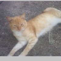 My cat Sandy