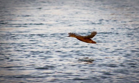 Duck - duck, birds, water, beautiful, photography, mazare alexandru, nature, lakes, ducks, animals