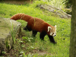 Red Panda