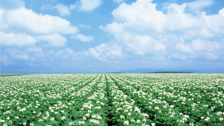 Field of Flowers - flowers, white, nature, blue, green, field, rows, sky