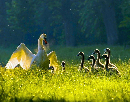 Morning jaunt - sunlight, birds, swans, grass, mother, field, morning, young