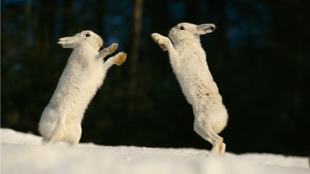 Patty Cakes - white, rabbits, nature, fur, cold, snow, standing, winter