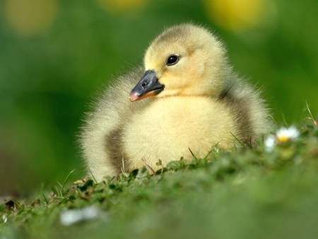 Duckling - cute, duckling, close-up, picture