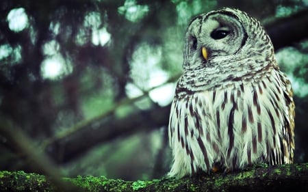 watching - beauty, feathers, soft, photography, wings, bird, nature, forest, wild, green, owl, fly