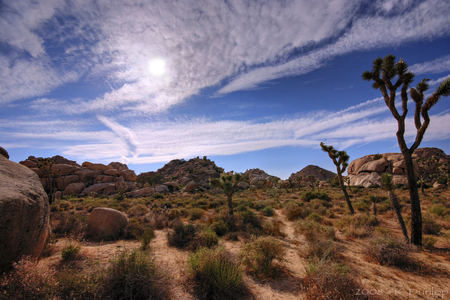 the deserts - nature, sky, trees, grass, deserts, land