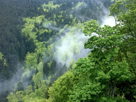 The forest - trees, nature, fog, forest, woods