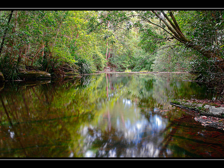 The Forest - forest, water, river, woods, trees, nature