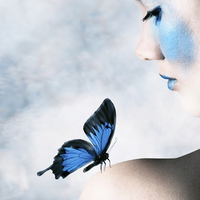 butterfly