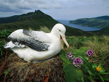 Flowers for Albatross - nature, field, albatross, flowers, bird