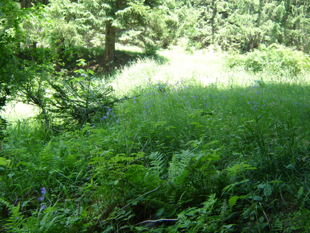 Summer in Almas - summer, sunny, forest, landscape