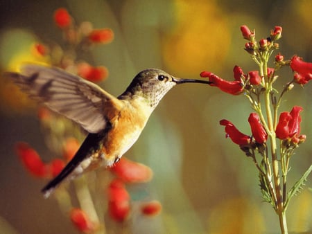 FLY BIRD - nature, animals, birds, fly