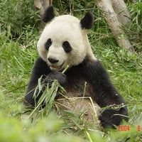 HUNGRY PANDA