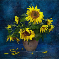 sunflowers