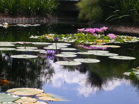 Water lilies - clouds, vegetation, water, blue, water lilies, beauty, photo, reflection, pink, gloss, white, nature, background, lakes, sky