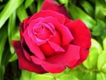 Super-Red-Rose for Unga