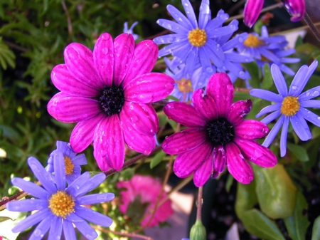 Flowers-of-colors - nature, nice, wet, colors, flowers