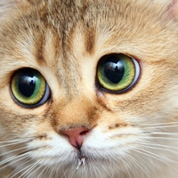 nice eyes kitten