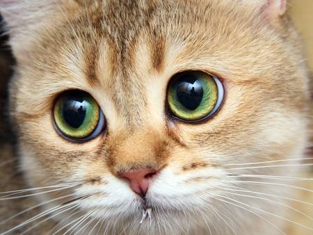 nice eyes kitten - cat, eyes, animal, cute, kitten