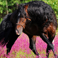 King Horses