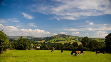 Yorkshire Dales National Park - season, england, trees, park, summer, field, mountains, dales, meadow, yorkshire, cows, cattle, green, great britain