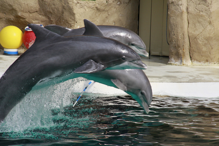 Dolphins - dolphins, mazare alexandru, dolphin, animals, water, cute, beautiful, photography