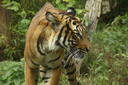 Siberian Tiger - mazare alexandru, tigers, tiger, animals, beautiful, siberian, phtography, royal, siberian tiger, cats, nature