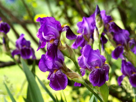 Purple Irises - photography, beauty, romance, photo, love, flower, purple, garden, iris, floral