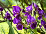 Purple Irises