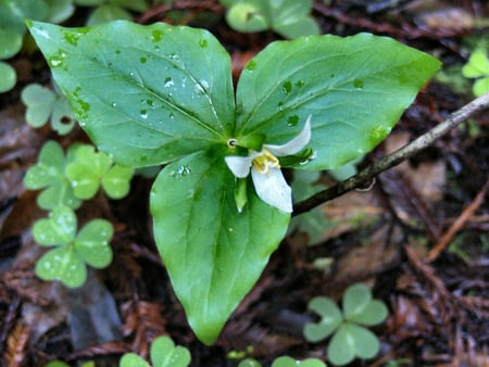 Wild Trillium F - floral, forest, wild, photography, trillium, photo, shamrock, flower