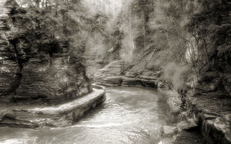 Black and White - white, nice, forest, river, tree, black