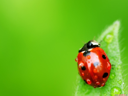 Ladybug on Leaf