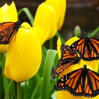 Tulips with butterflys