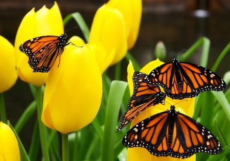 Tulips with butterflys - butterflys, flowers, tulips, yellow