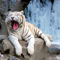 Siberian Tiger